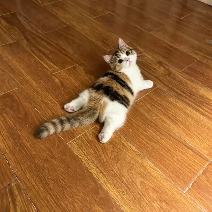 01Me의 三毛猫