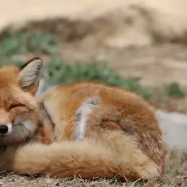 Profile image of 여우