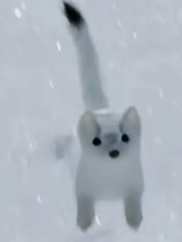 1628492048의 여우랑 고음 테스트를 하는데....