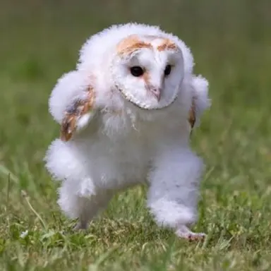 Profile image of 黒岩