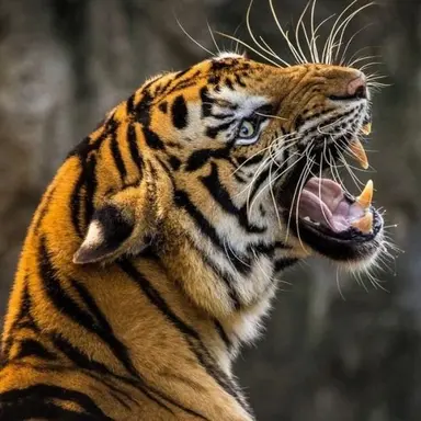 Profile image of 黒沢