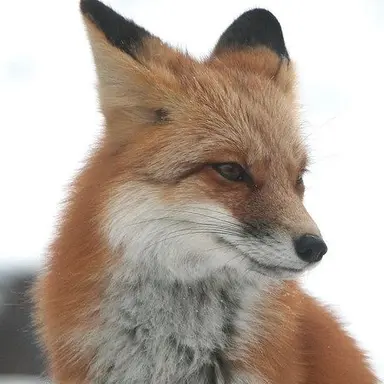 Profile image of 金久保看守長