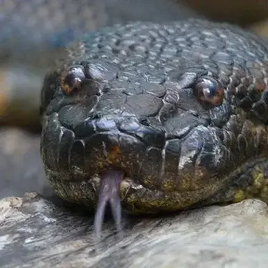 Profile image of Zella