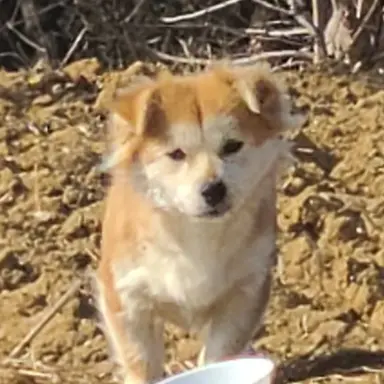 Profile image of Wolf
