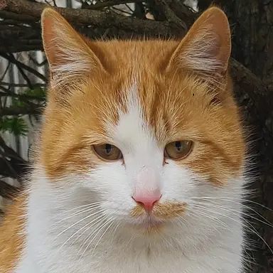 Profile image of Fox