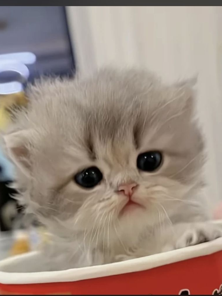 유저가 고양이! 대표 이미지