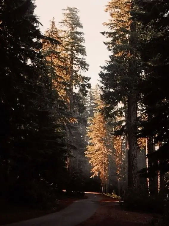 Michael_Aftonnnn의 Gravity Falls