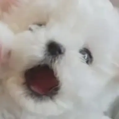 Profile image of 모찌엘