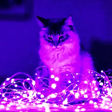 Profile image of 평학