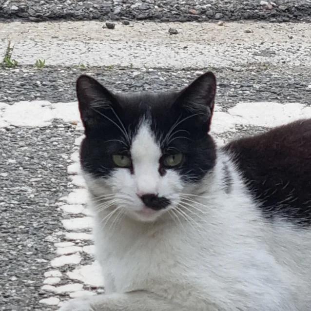 동네 고양이 대표 이미지