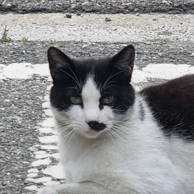PoshFlute6217의 동네 고양이