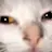 고냥이