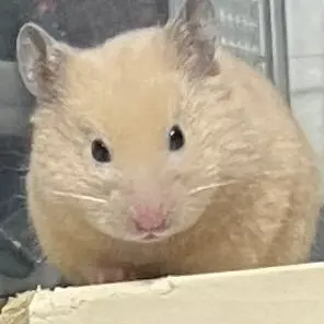 Profile image of ハラミ