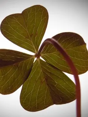 Demigirl735의 Unlucky, the four leaf clover turned away