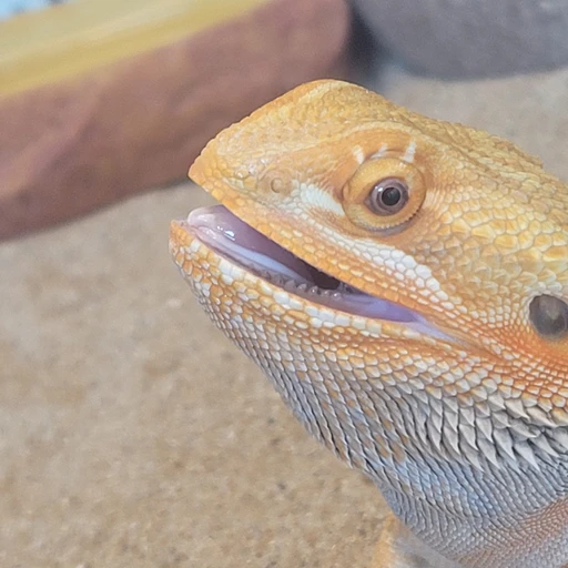 초롱