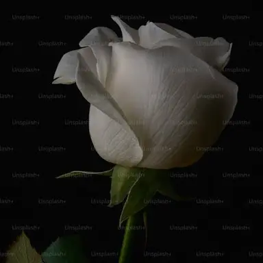 Profile image of 김기태