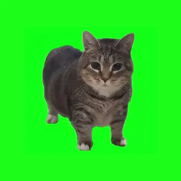 Giacominoguardianodellegalassi의 오이이아이 고양이