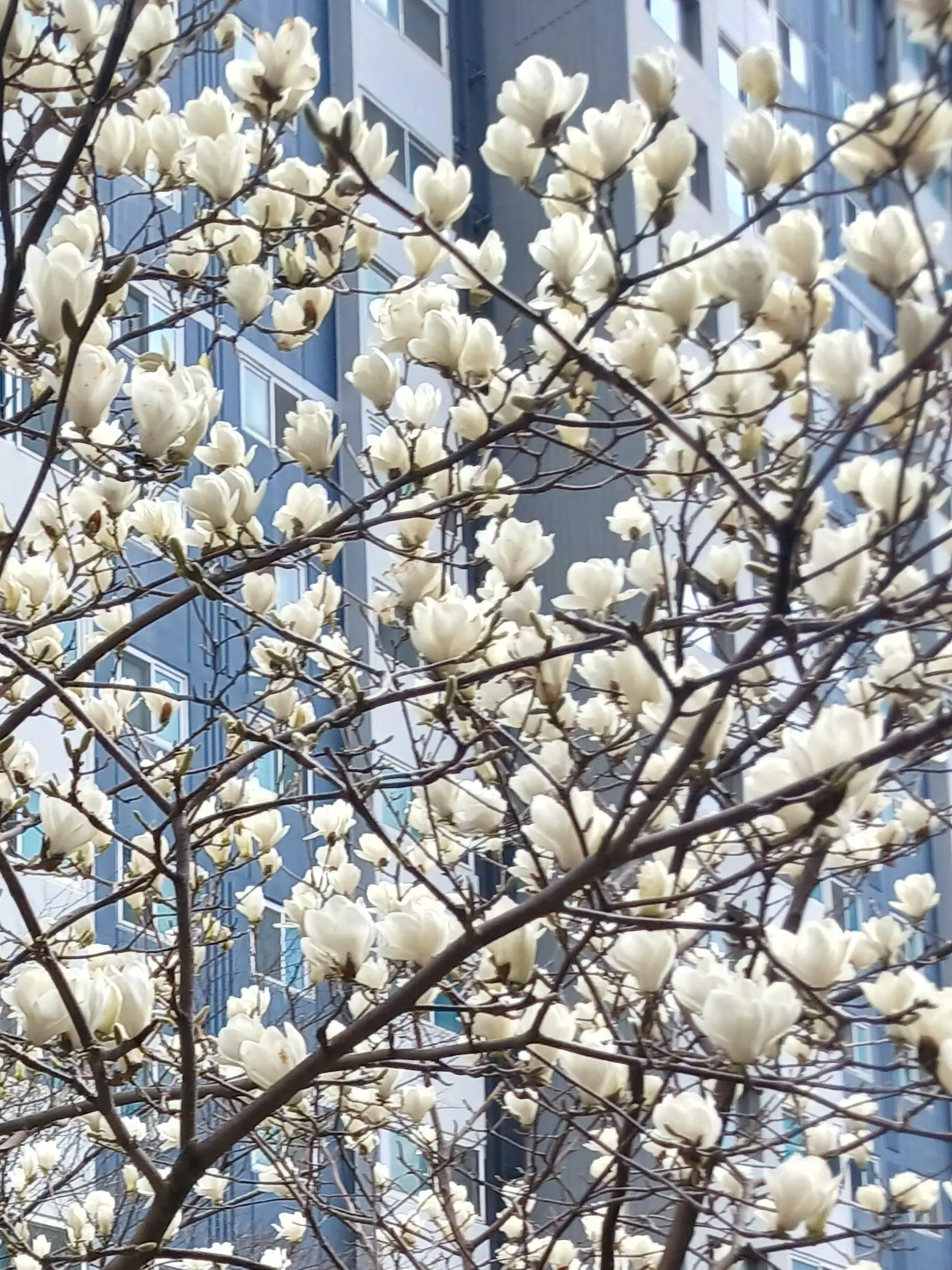 Likeduck의 히어로 au (+팀 나사빠진 친구들)