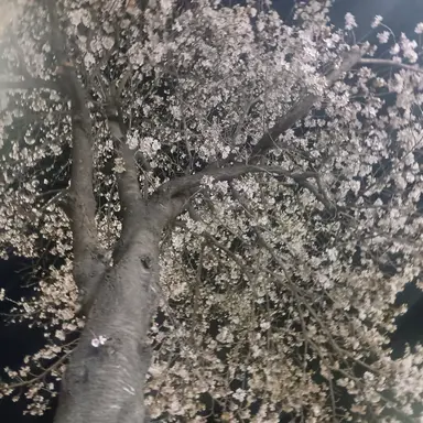 Profile image of 호시나 소우시로