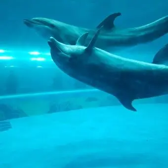 BasicBasil9716의 이리오