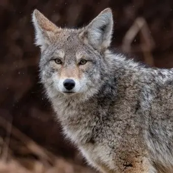 Profile image of 늑대