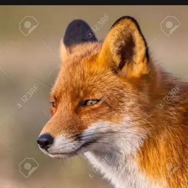 Profile image of 여우