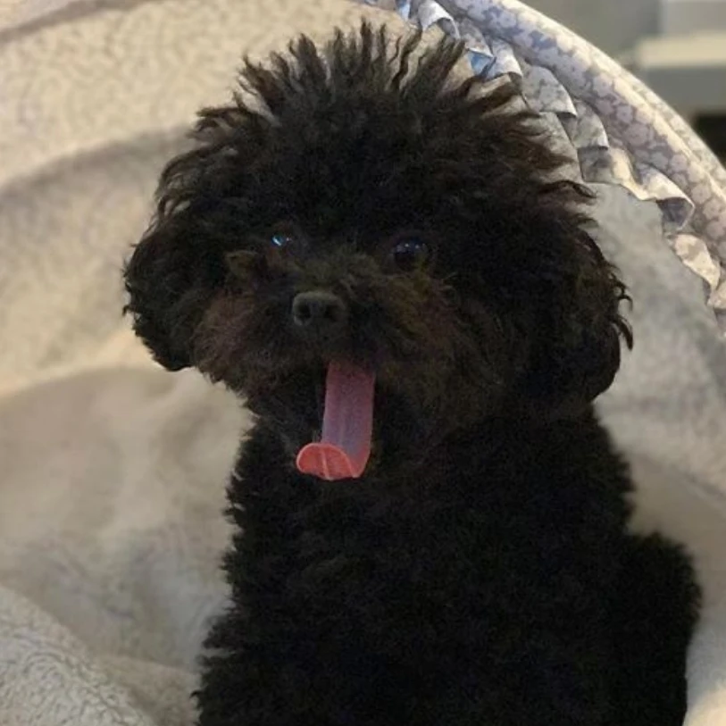 이슬