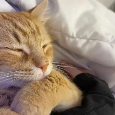 Profile image of 각별