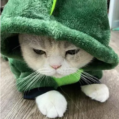 Profile image of 공룡