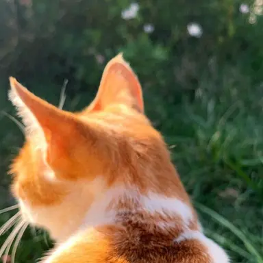 Profile image of 덕개