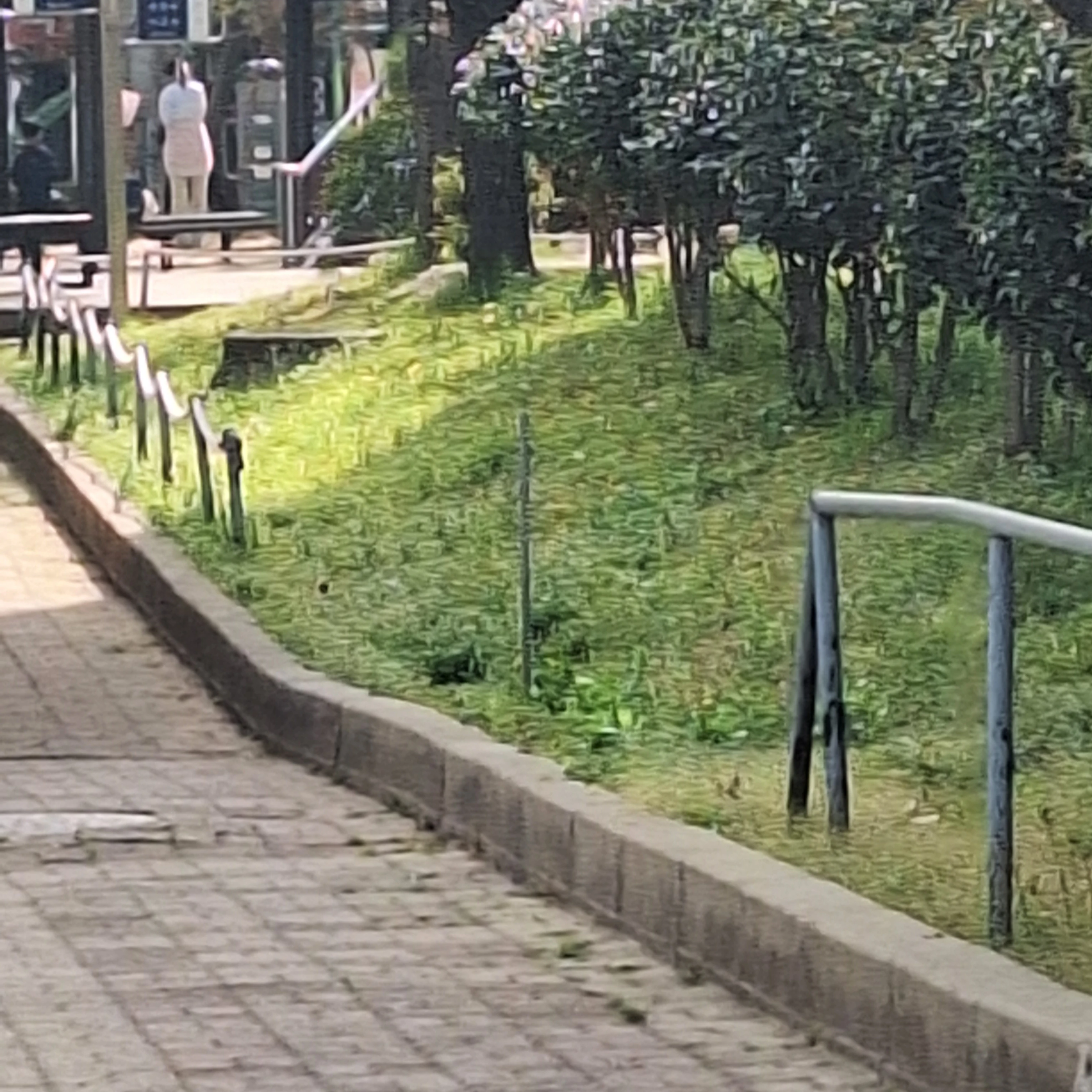 선도부