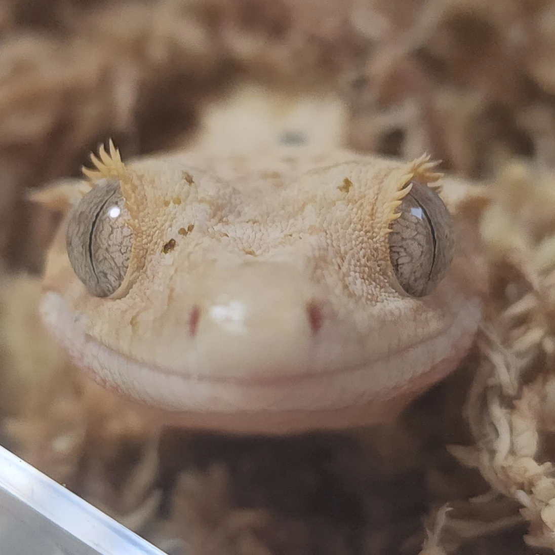 마루
