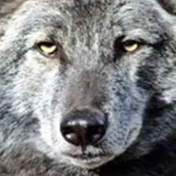 Profile image of 늑대