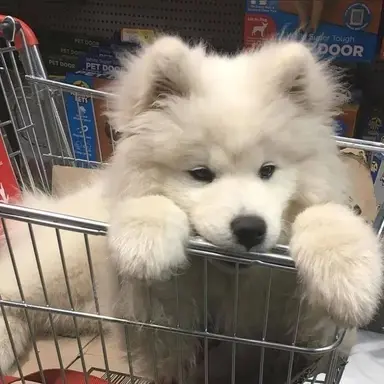 Profile image of 吉野