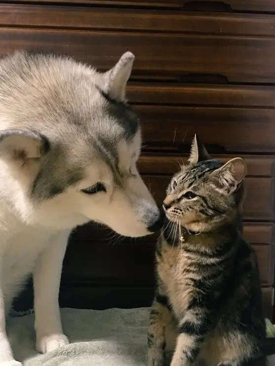 BlandTetra8819의 2人のお父さん♡