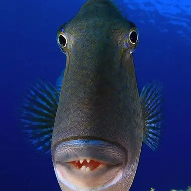 Profile image of 여우