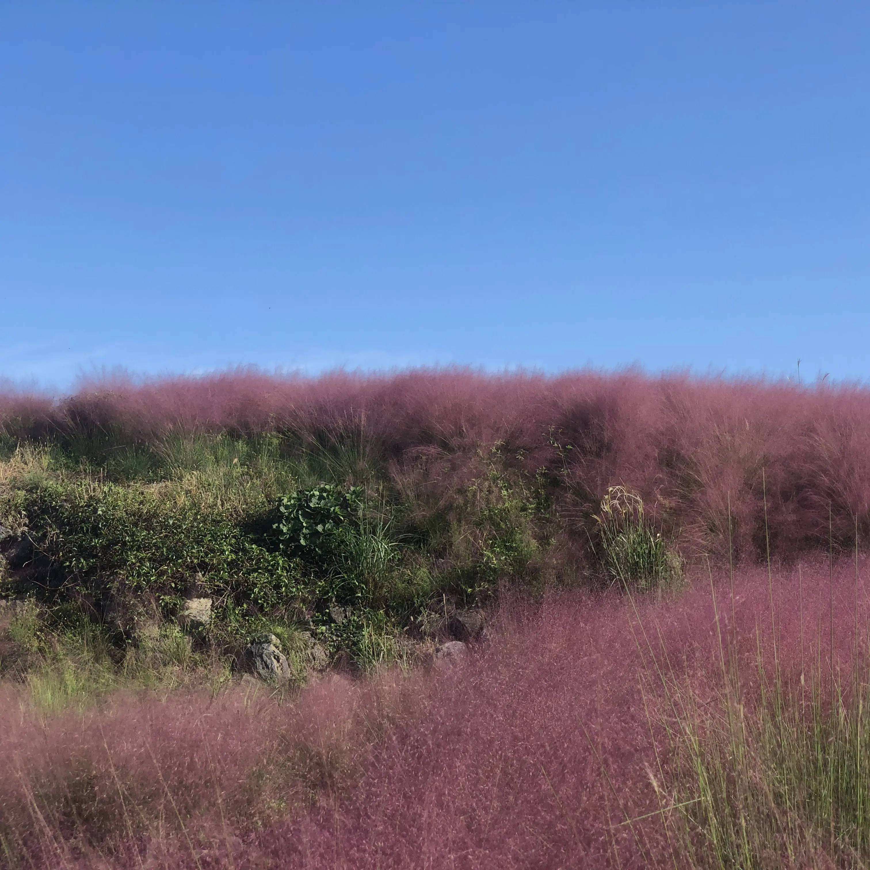 LovingToe0442의 김광현