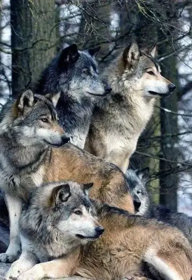 Profile image of Wolf pack