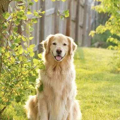 Profile image of 강금여