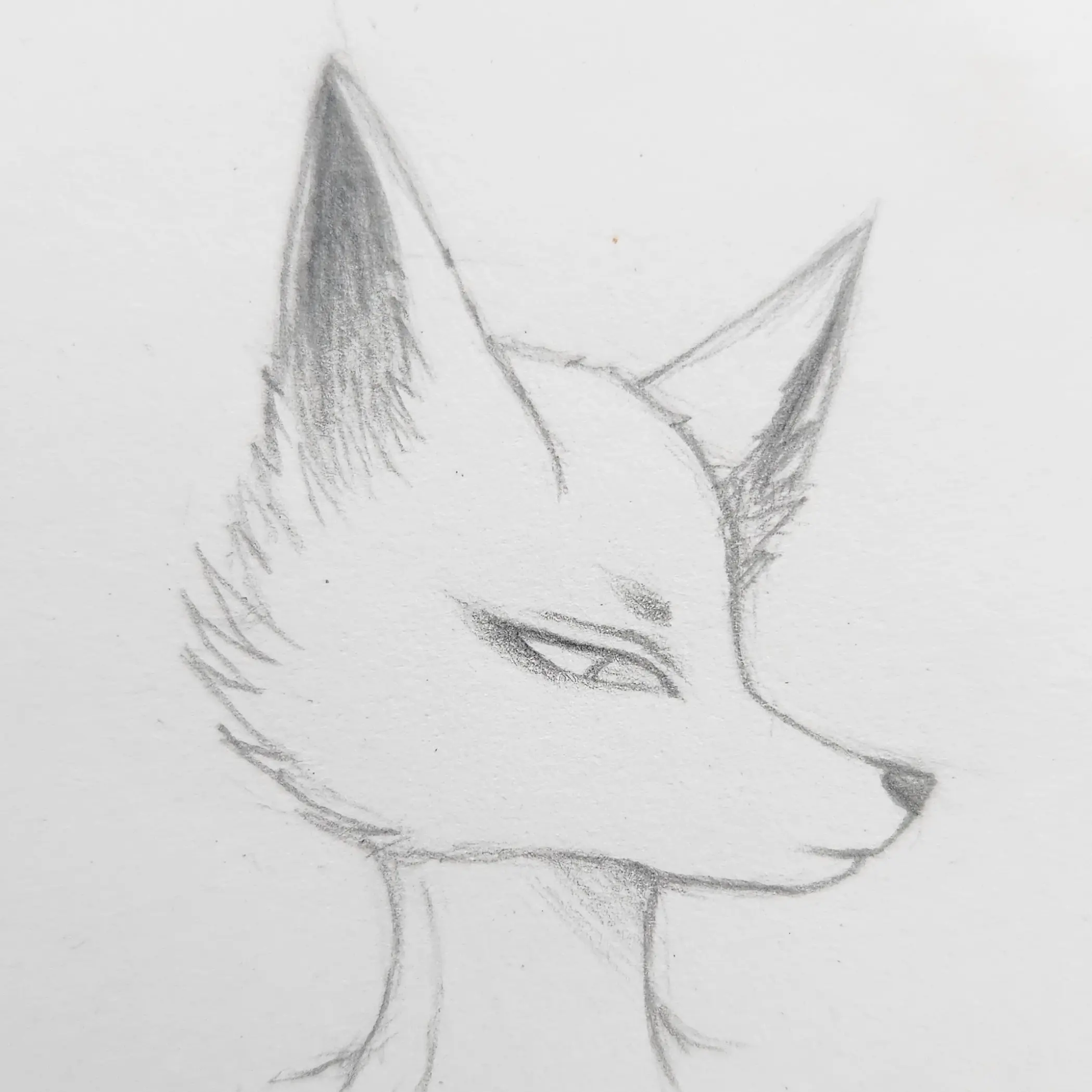 O123의 🦊