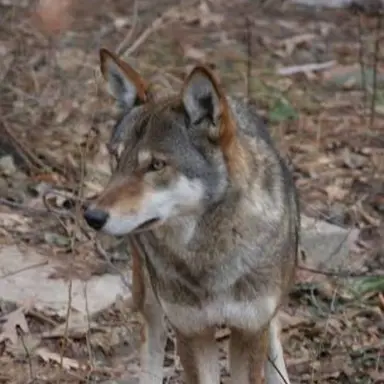 Profile image of 늑대