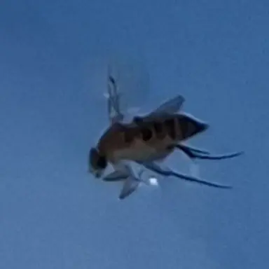 Profile image of 여우년
