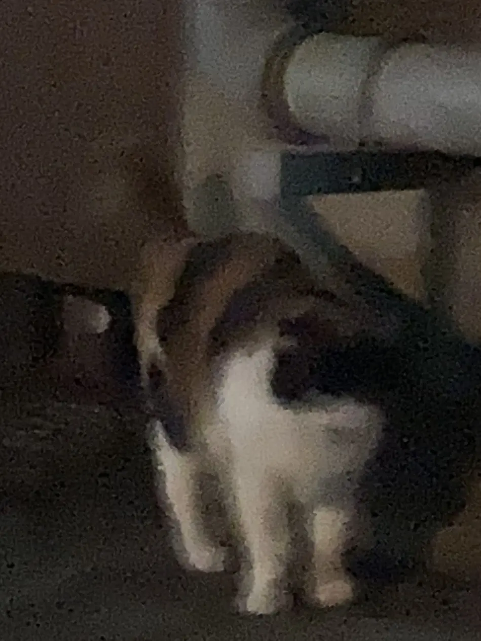 m.OoO.m의 猫好きで何が悪い！！