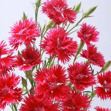 Profile image of 山田涼介