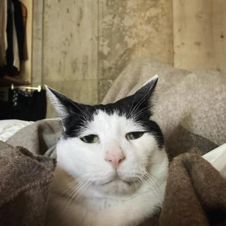 블루베리