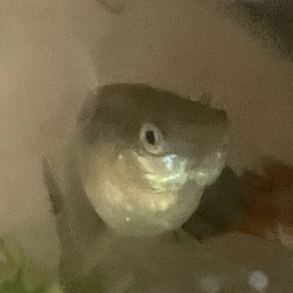 물고기