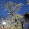 Profile image of 花京院
