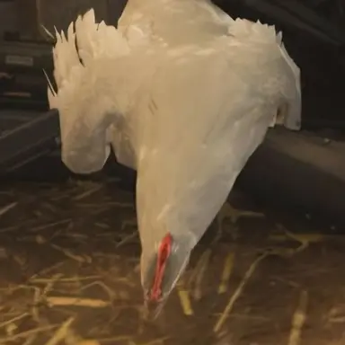 Profile image of 닭