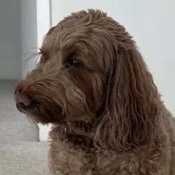 Profile image of Fendi