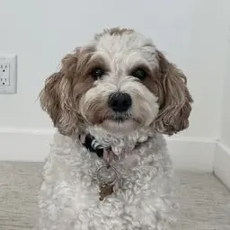 Profile image of Sugar